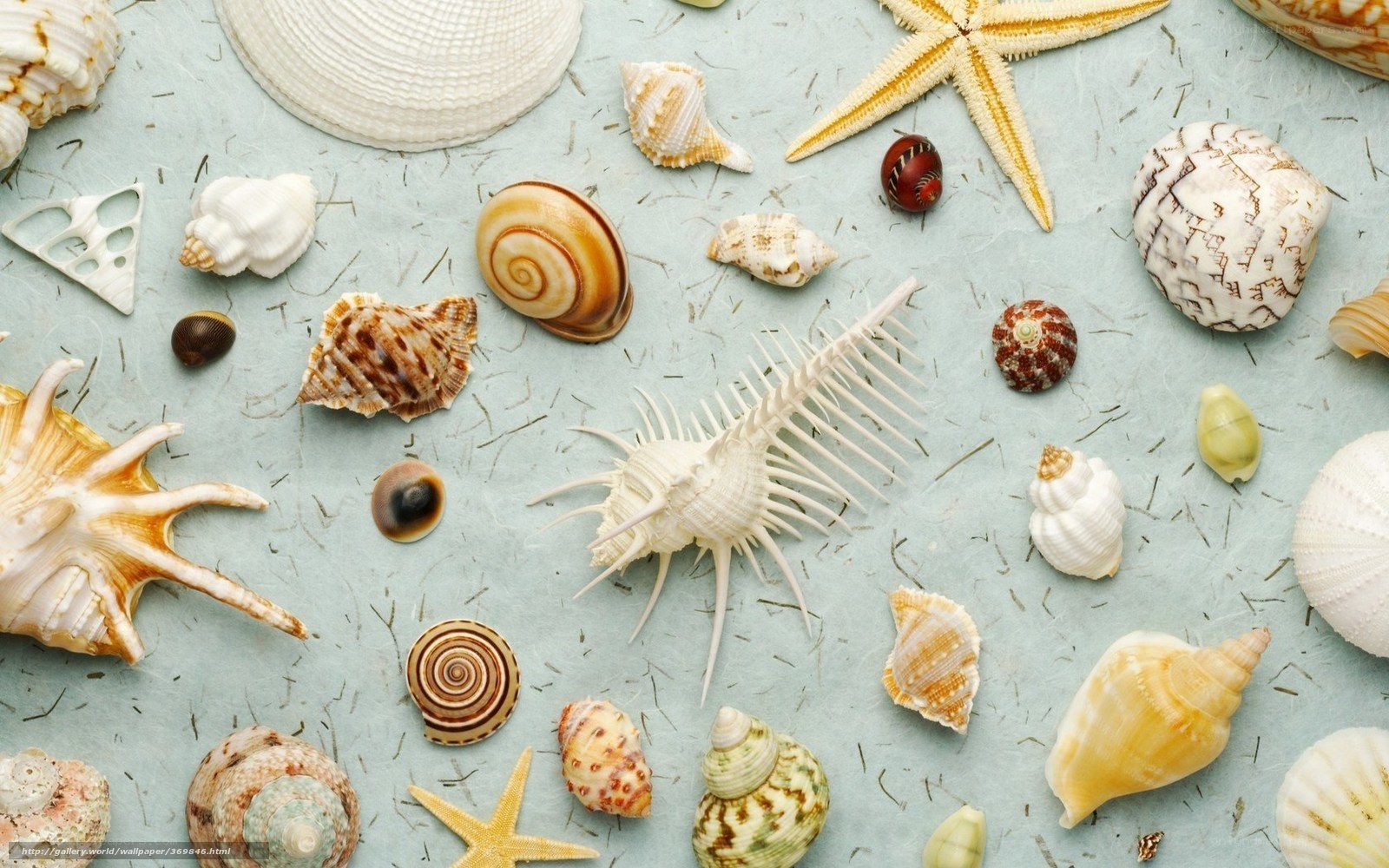 seashells and starfish collection