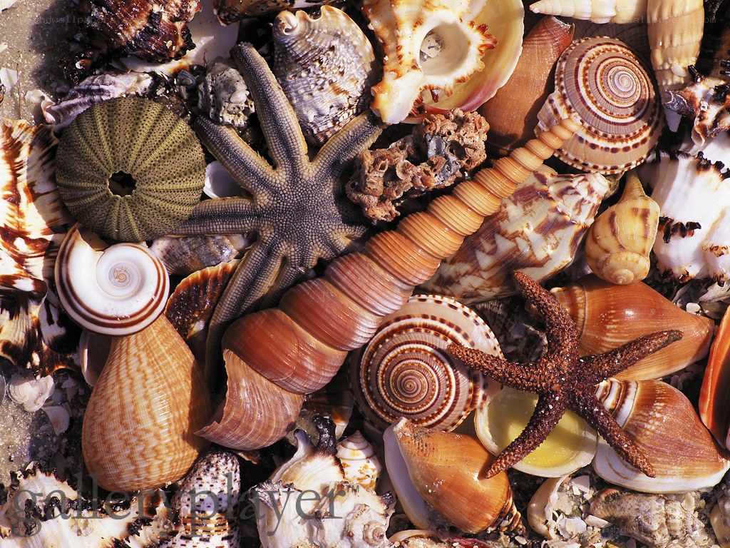 seashells and starfish collection