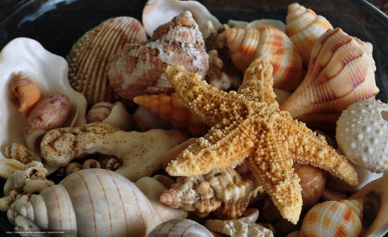Seashells and starfish collection