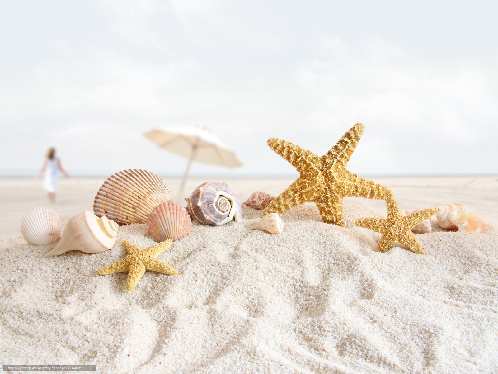 Seashells and starfish on beach
