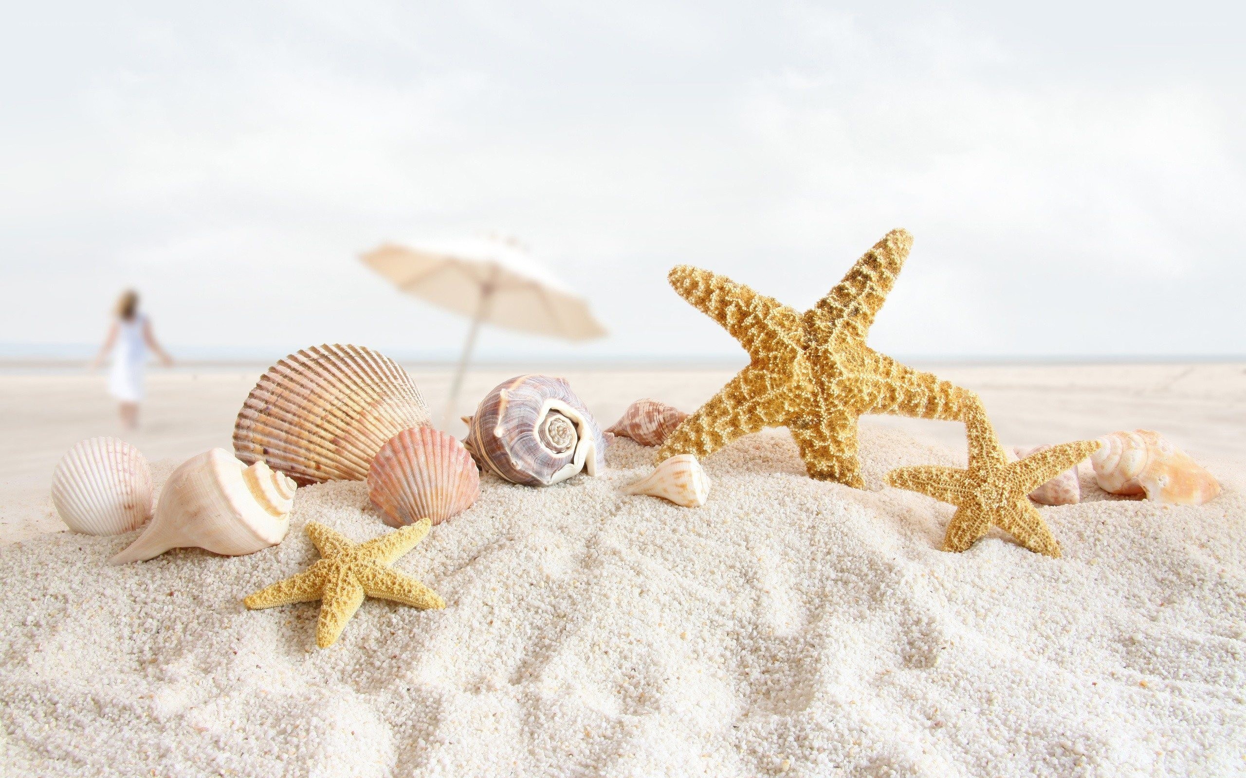 seashells and starfish on beach