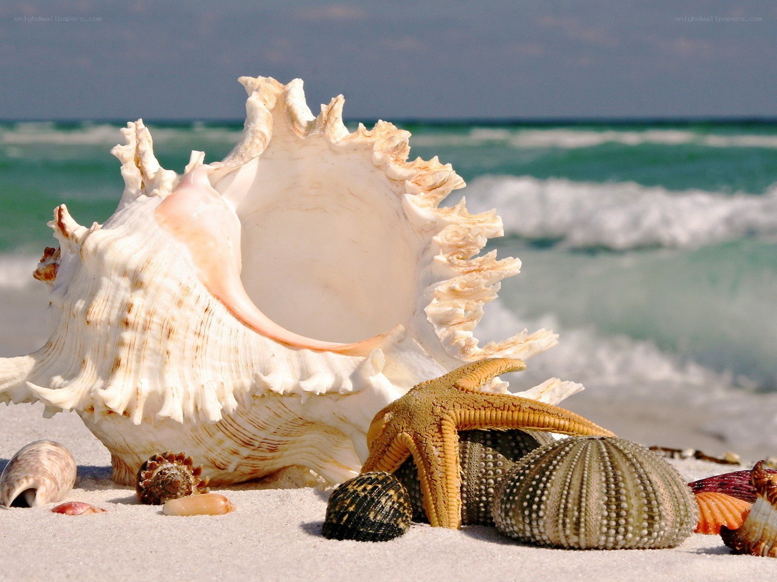 Seashells and starfish on beach