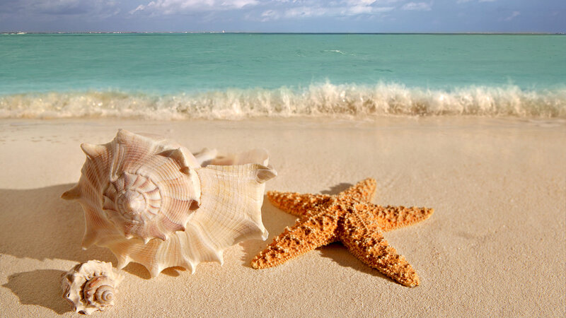 Seashells and Starfish on Beach — Beige, Serene