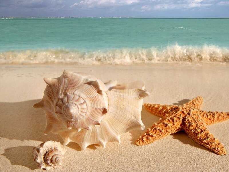 Seashells and Starfish on Beach — Beige