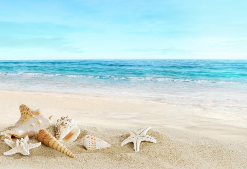 Seashells and Starfish on Beach — Blue, Serene, Afternoon, Photograph, Ocean