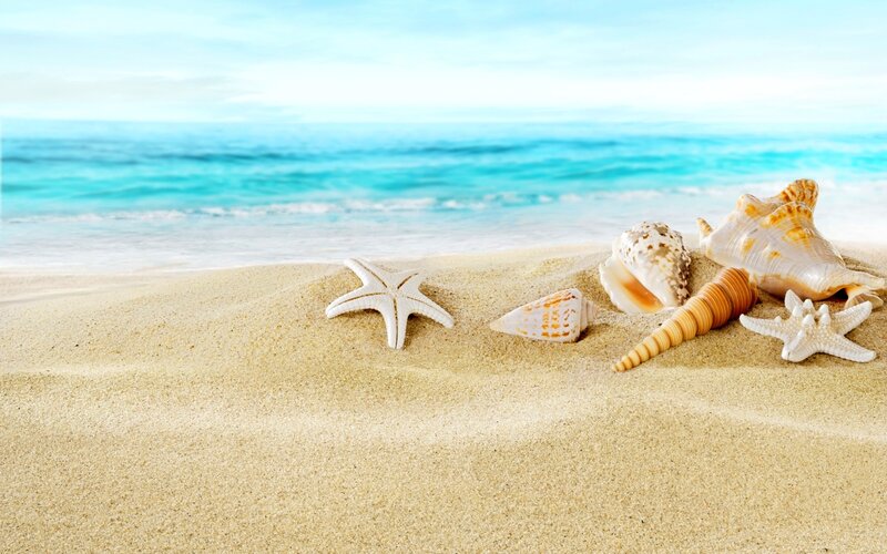 Seashells and Starfish on Beach — Blue, Serene, Afternoon, Photograph, Shells