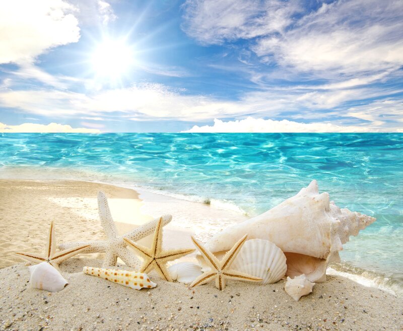 Seashells and Starfish on Beach — Blue, Serene, Afternoon