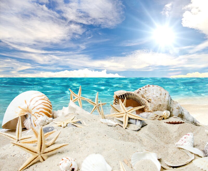Seashells and Starfish on Beach — Blue, Serene