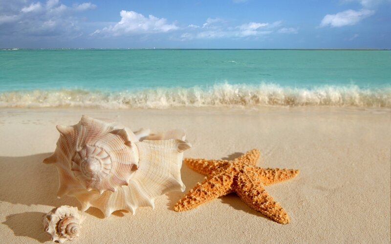 Seashells and starfish on beach