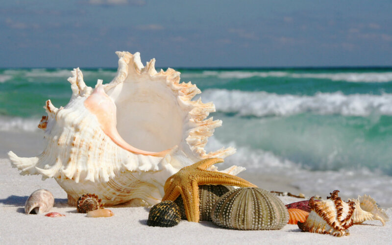 Seashells and Starfish on Beach — White