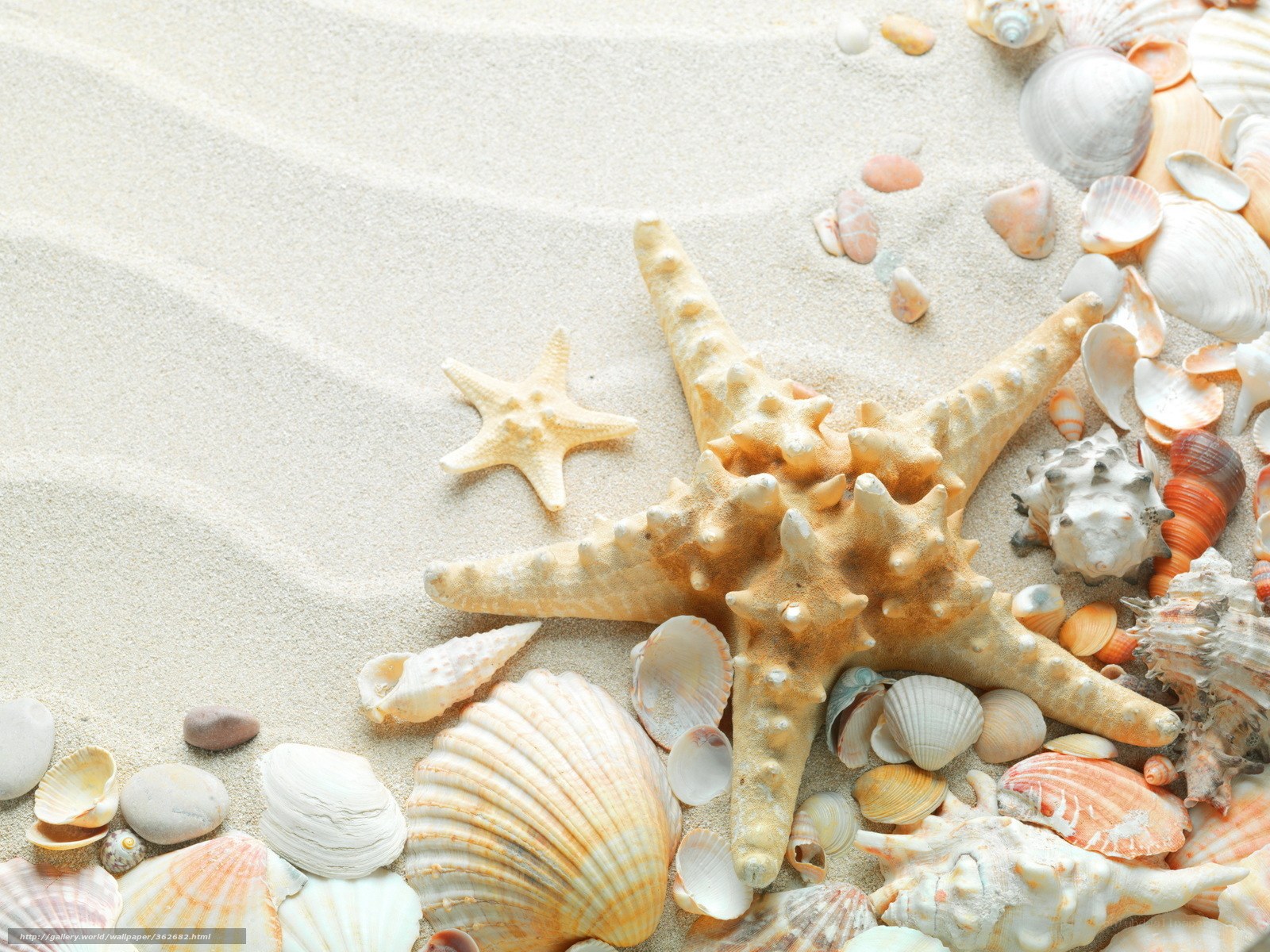 Seashells and starfish on sand
