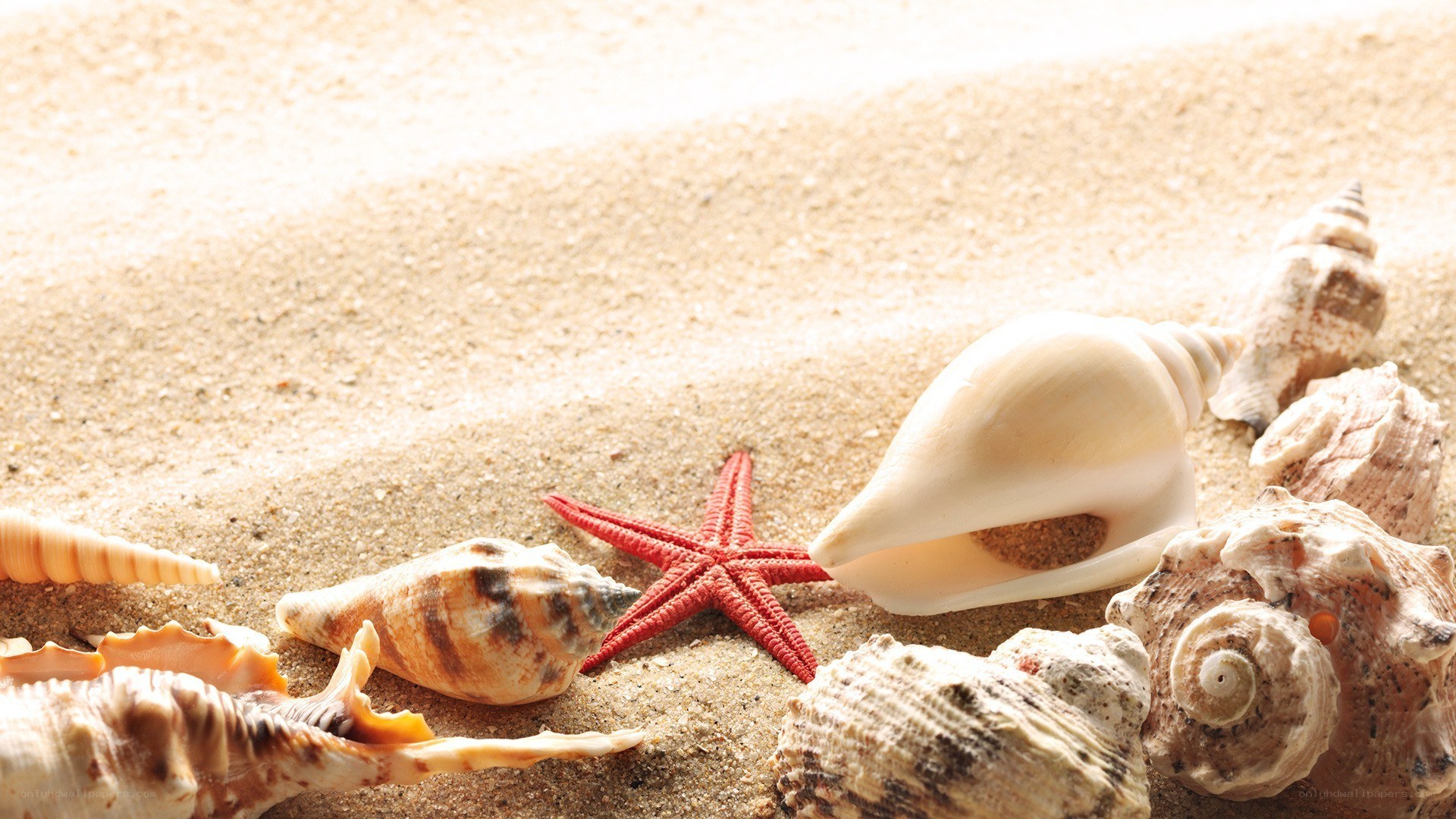 Seashells and starfish on sand