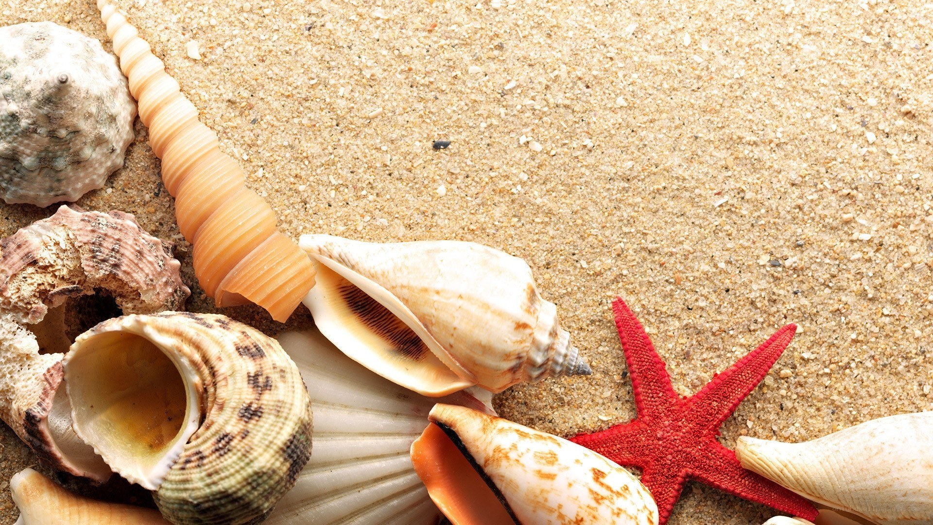 seashells and starfish on sand
