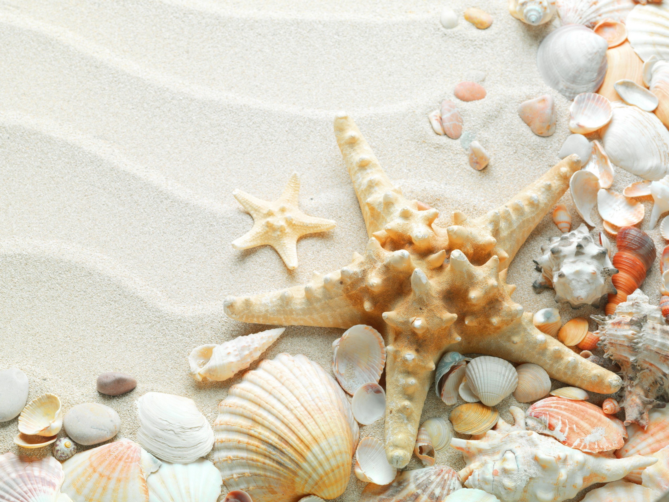 seashells and starfish on sand