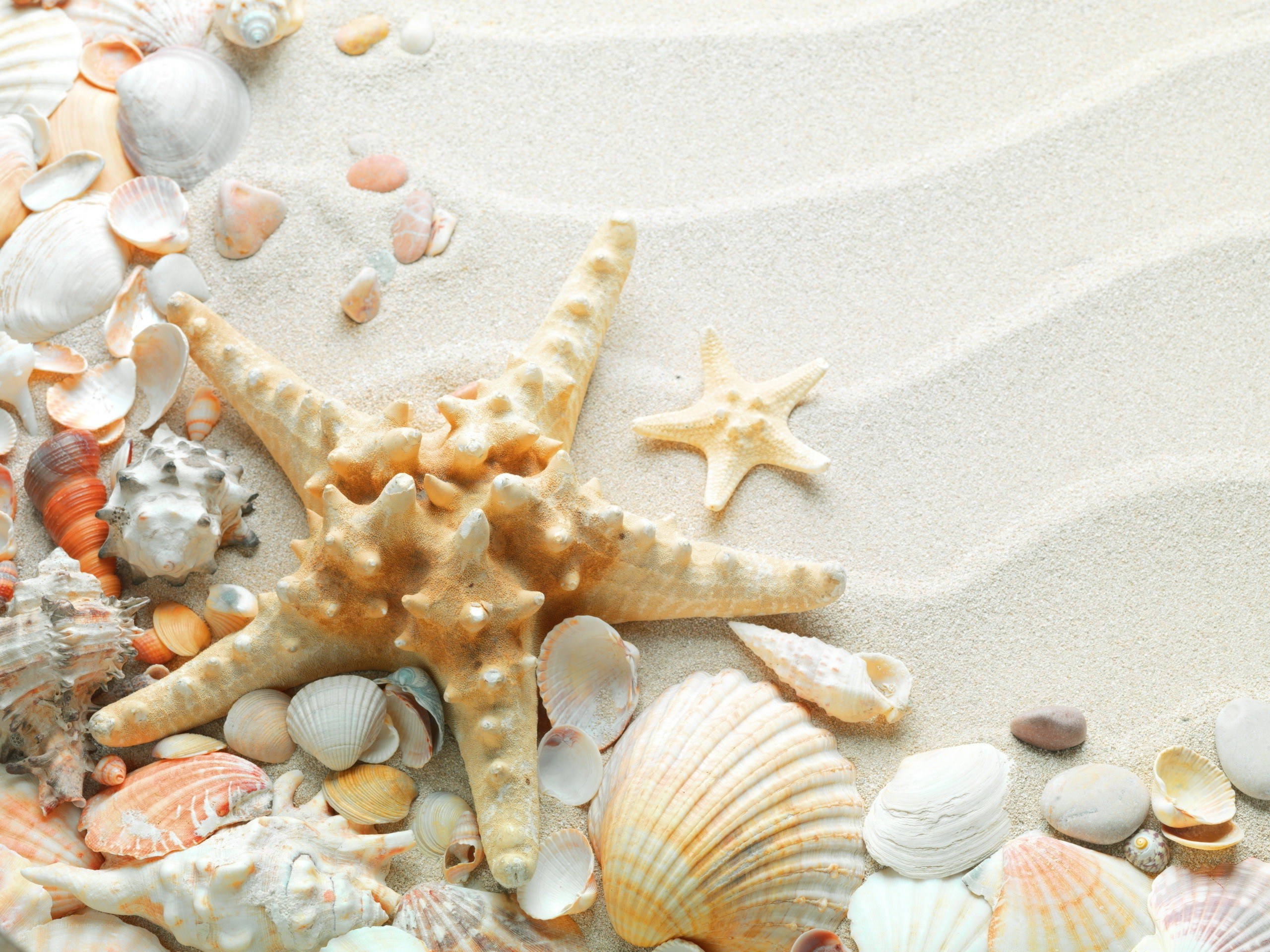 Seashells and starfish on sand