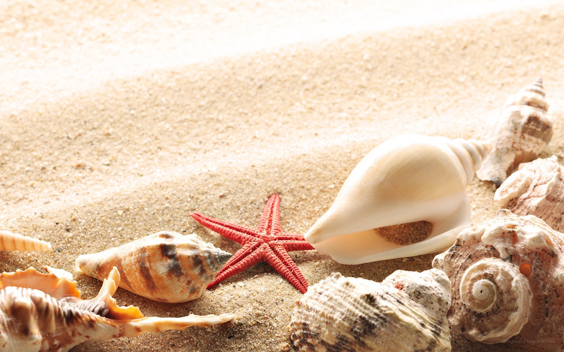 seashells and starfish on sand