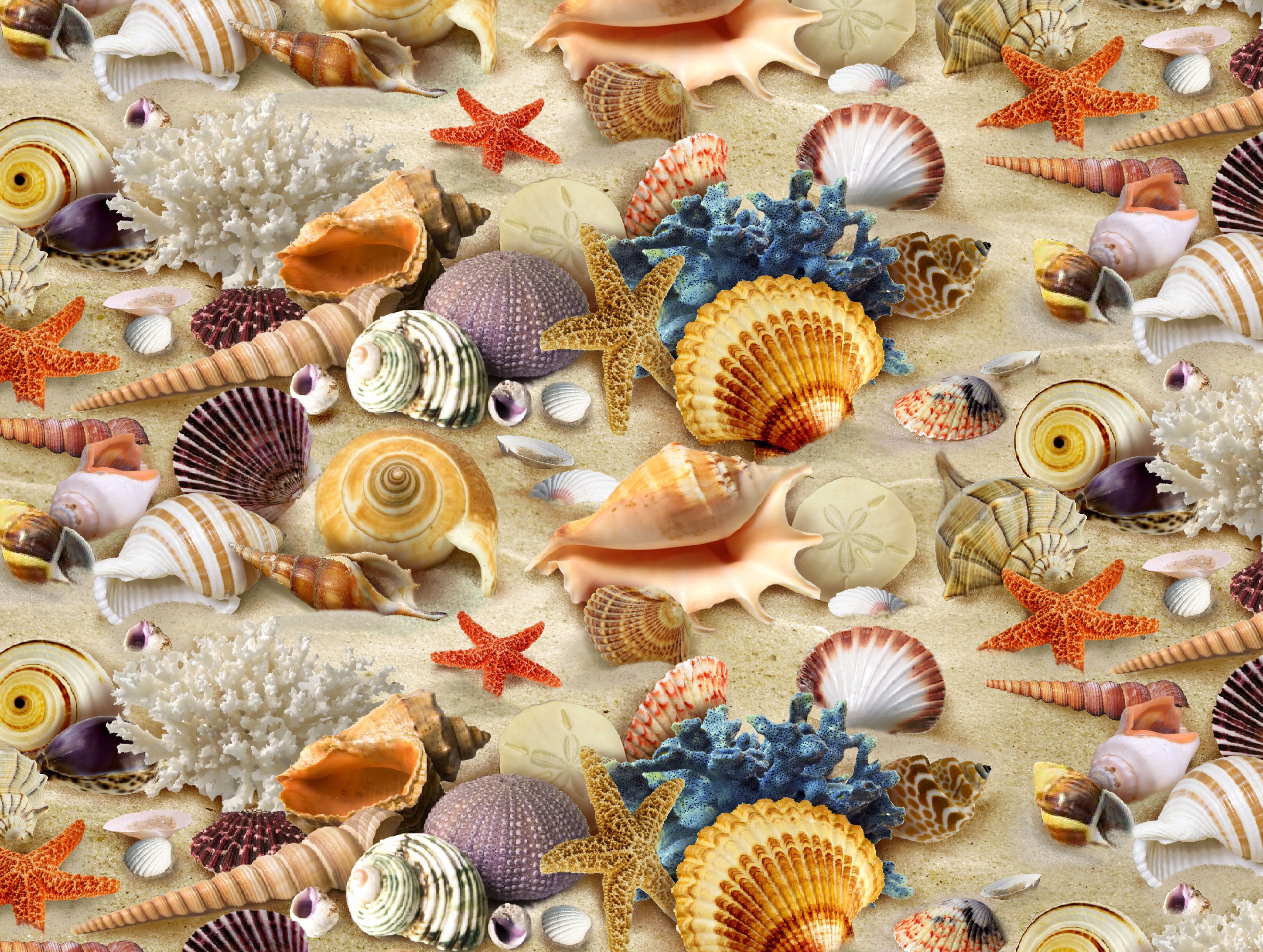 seashells and starfish on sand