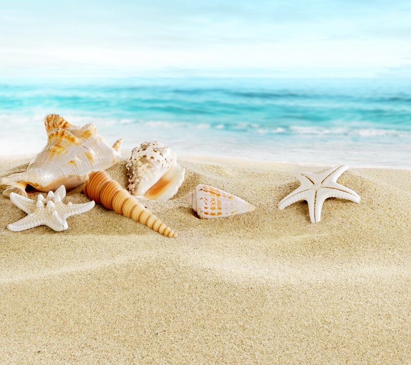 Seashells and Starfish on Sand — Beige, Serene, Afternoon, Photograph, Ocean