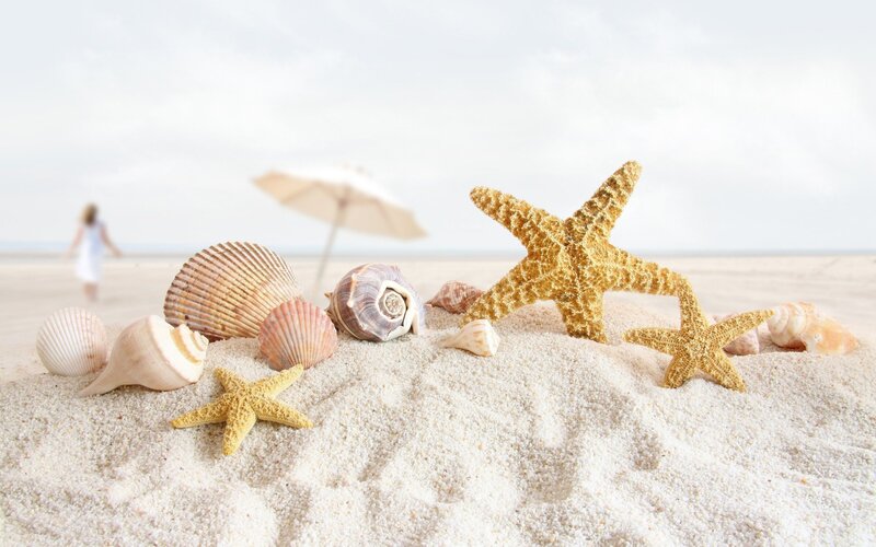 Seashells and Starfish on Sand — Beige, Serene, Afternoon, Photograph, Shells, Umbrella