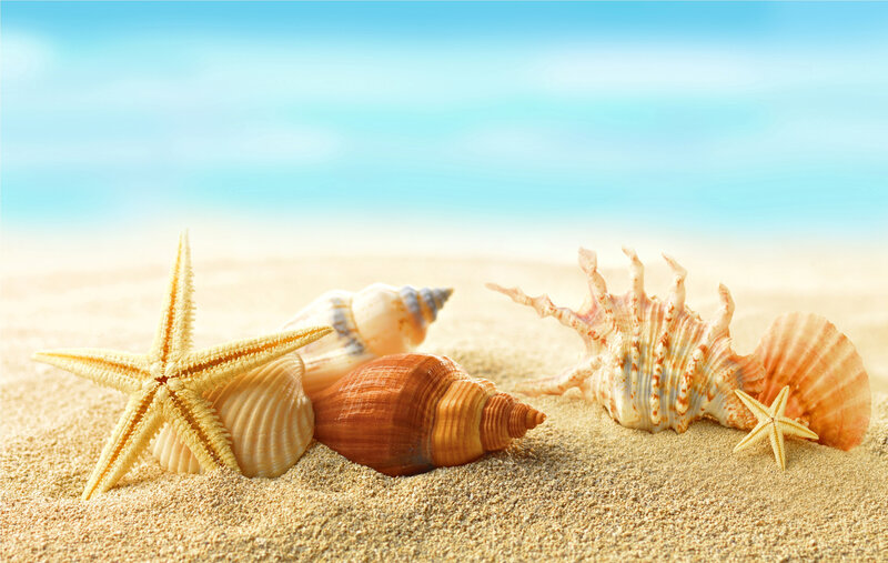 Seashells and Starfish on Sand — Blue, Serene, Afternoon