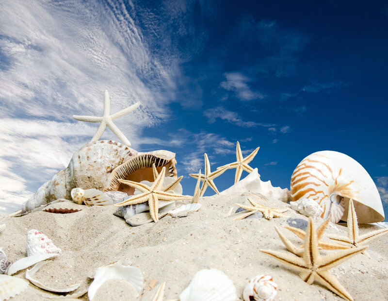 Seashells and Starfish on Sand — Blue, Serene
