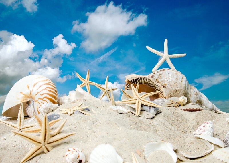 Seashells and Starfish on Sand — Blue