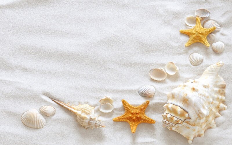 Seashells and Starfish on Sand — White, Calm