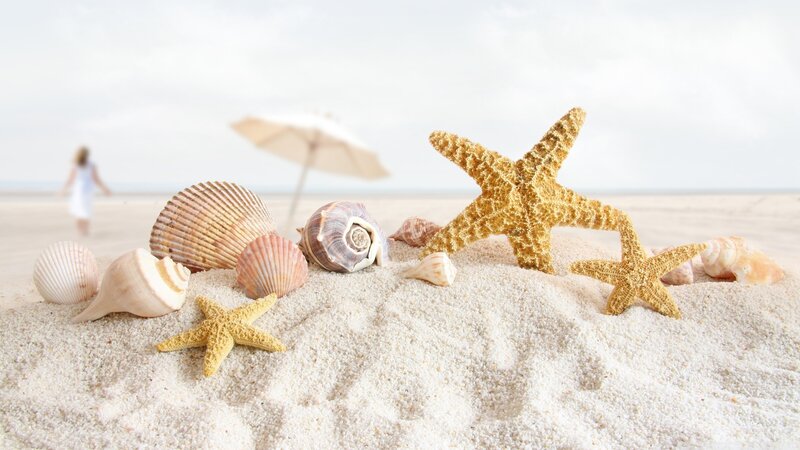 Seashells and Starfish on Sand — White, Serene