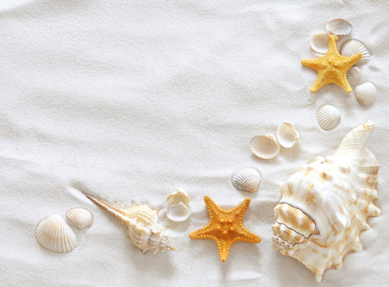 Seashells and Starfish on Sand — White