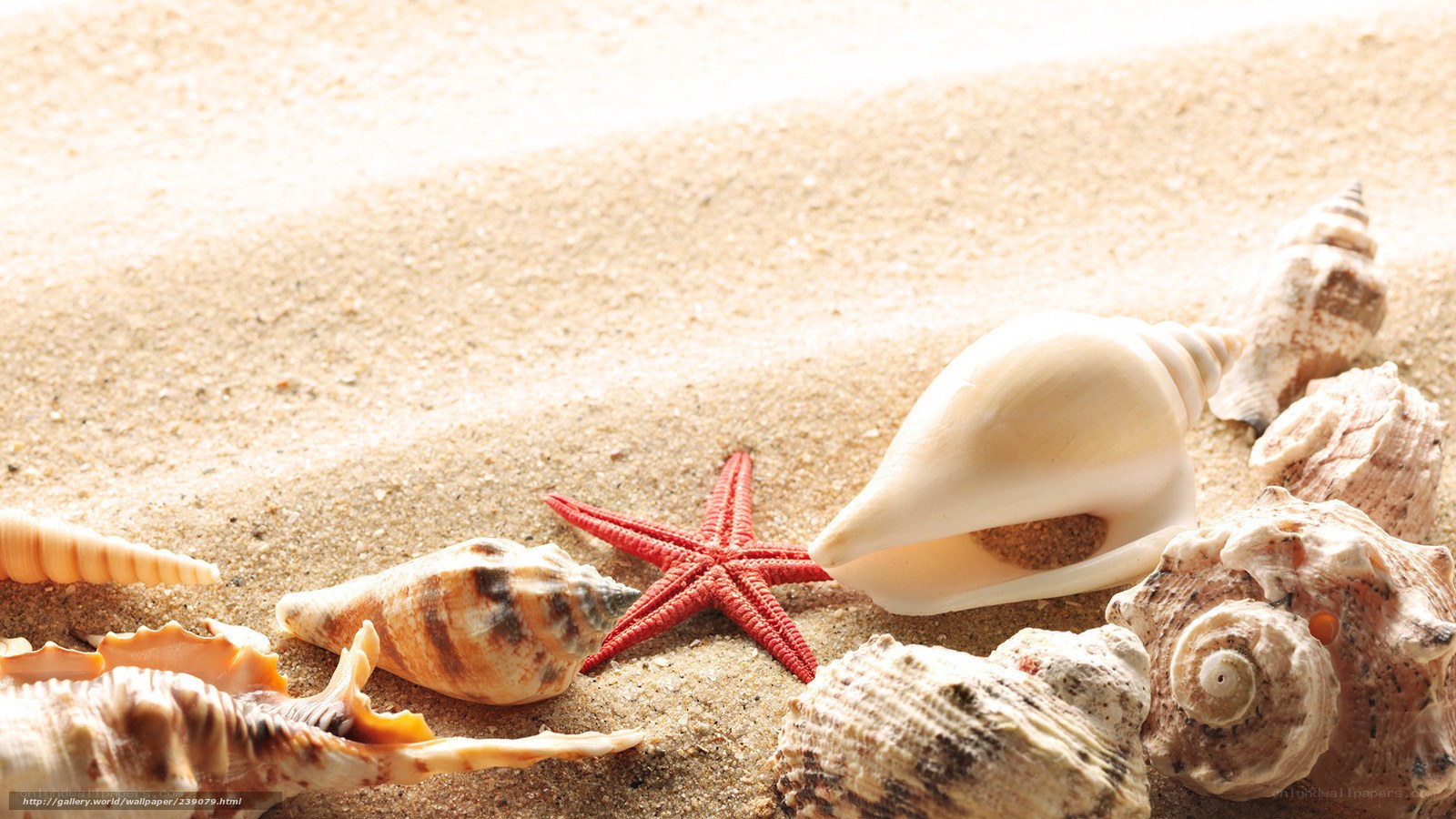seashells and starfish on sand