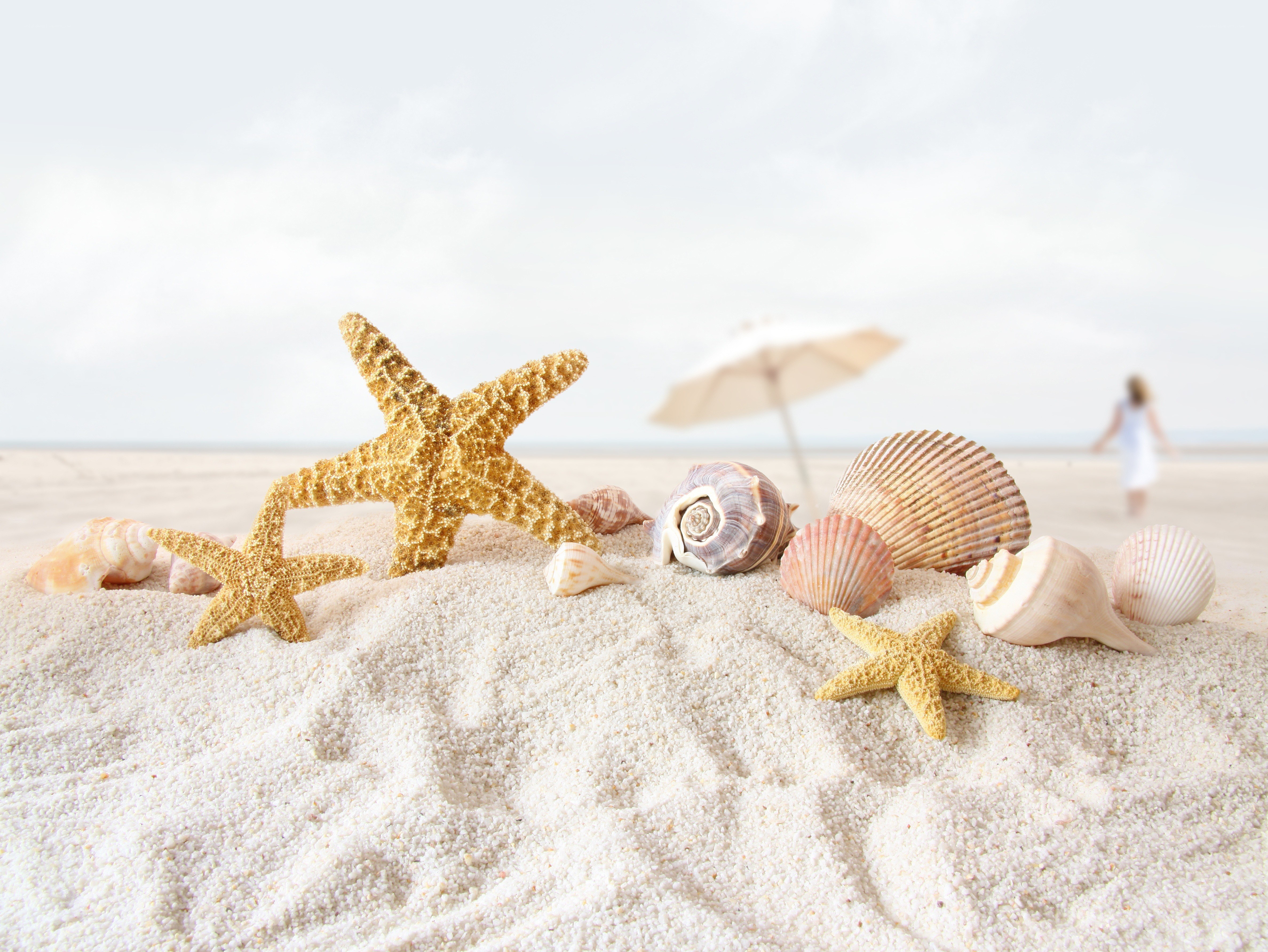 Seashells and starfish on the beach