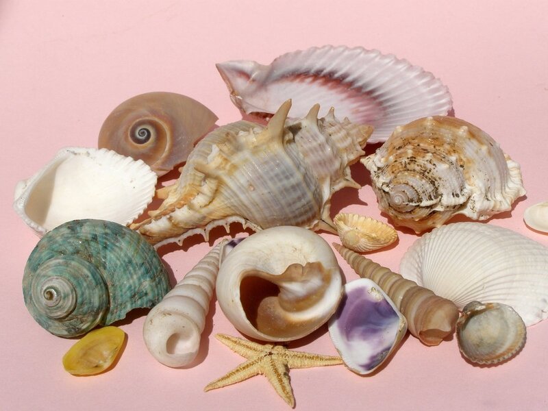 Seashells and Starfish — Pink