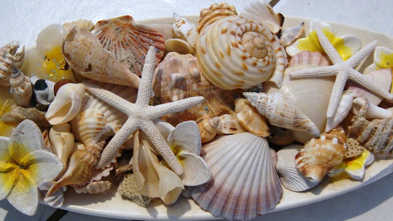 Seashells and Starfish — White, Calm, Photograph, Flowers