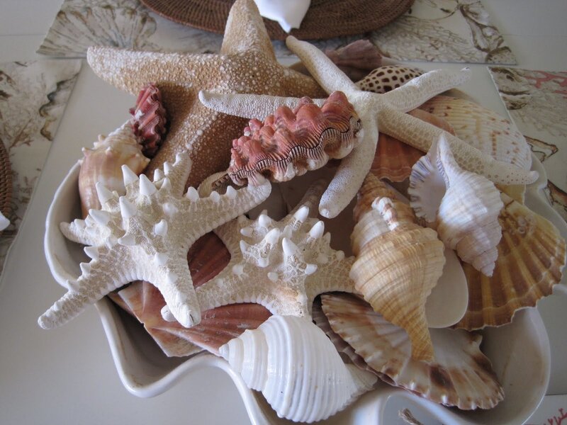 Seashells and Starfish — White, Calm