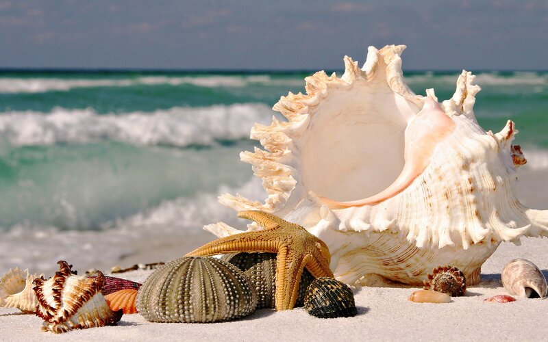 Seashells and Starfish — White, Serene, Afternoon
