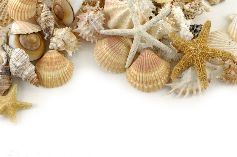Seashells and Starfish — White