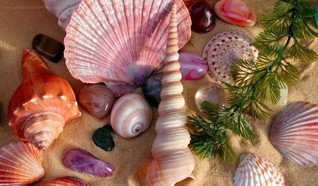 seashells and stones on sand