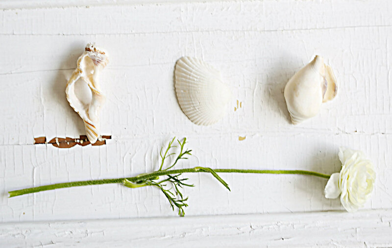 Seashells and White Flower