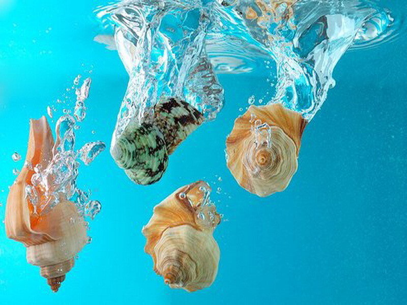 seashells falling into water