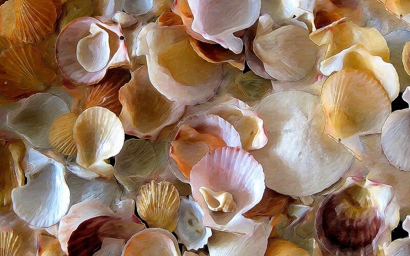 Seashells in a Pile