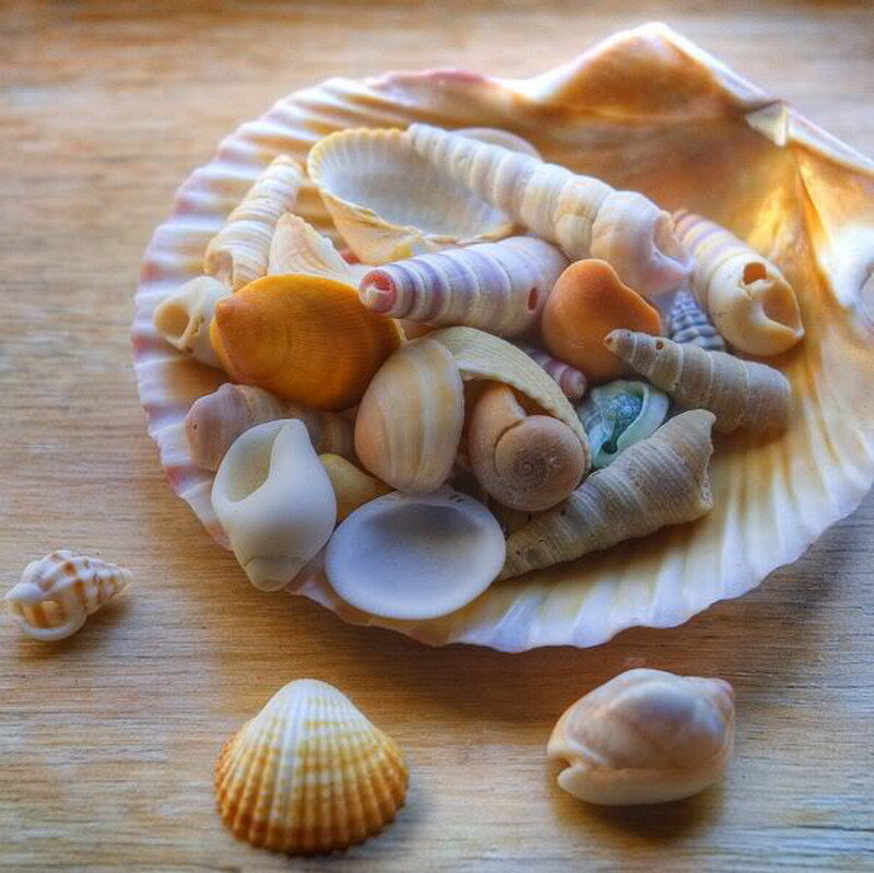 seashells in a scallop shell