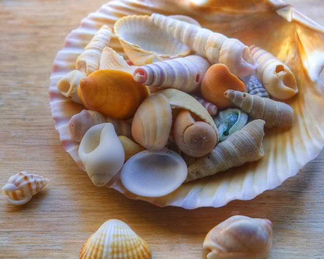 Seashells in a shell bowl