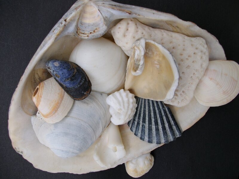 seashells in a shell
