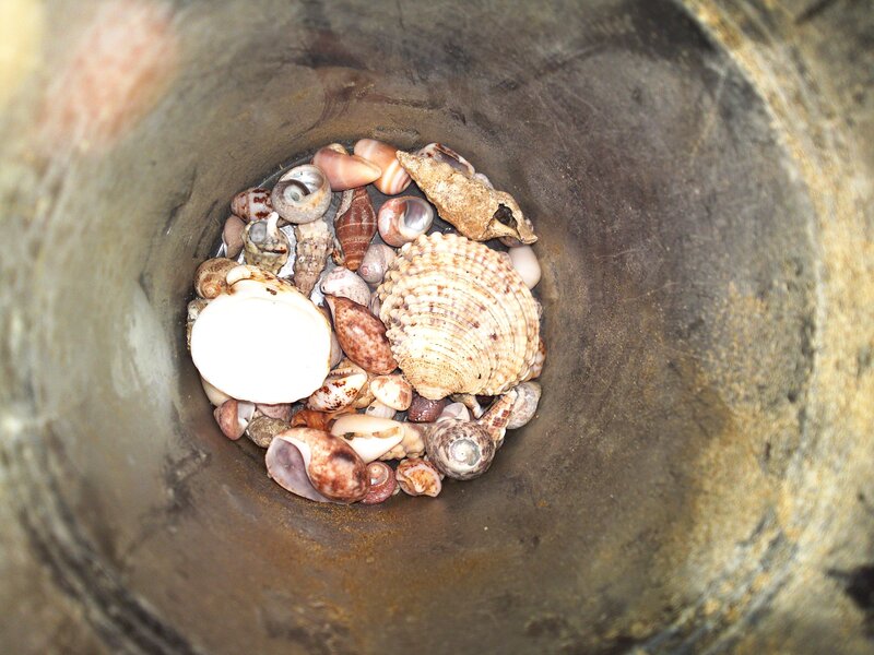 seashells in a stone container