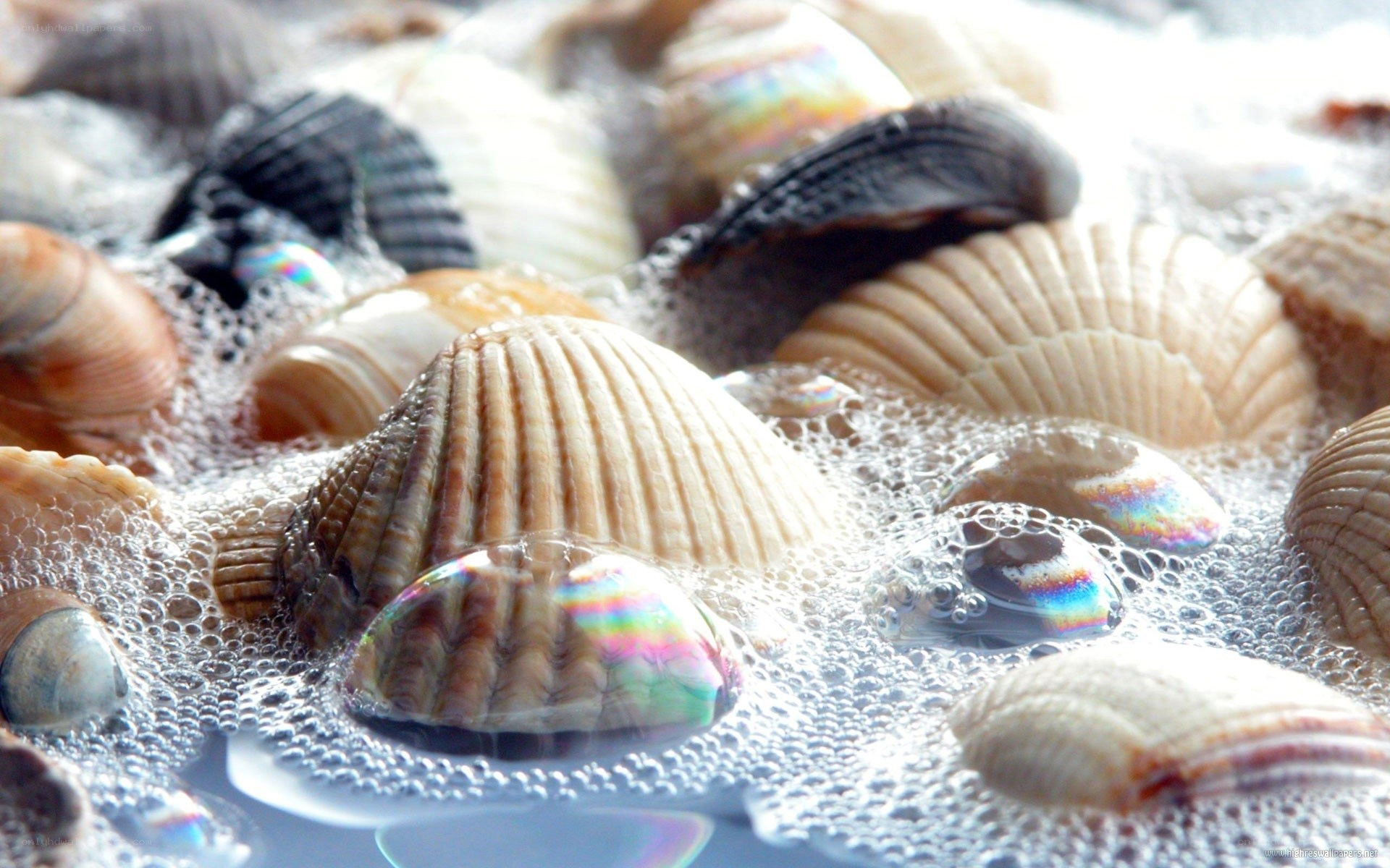 seashells in foamy water