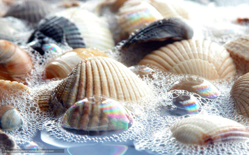 Seashells in foamy water