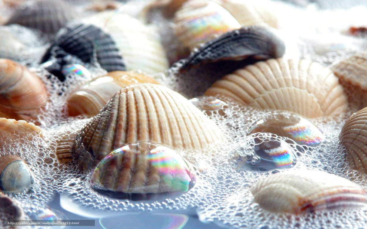 Seashells in foamy water