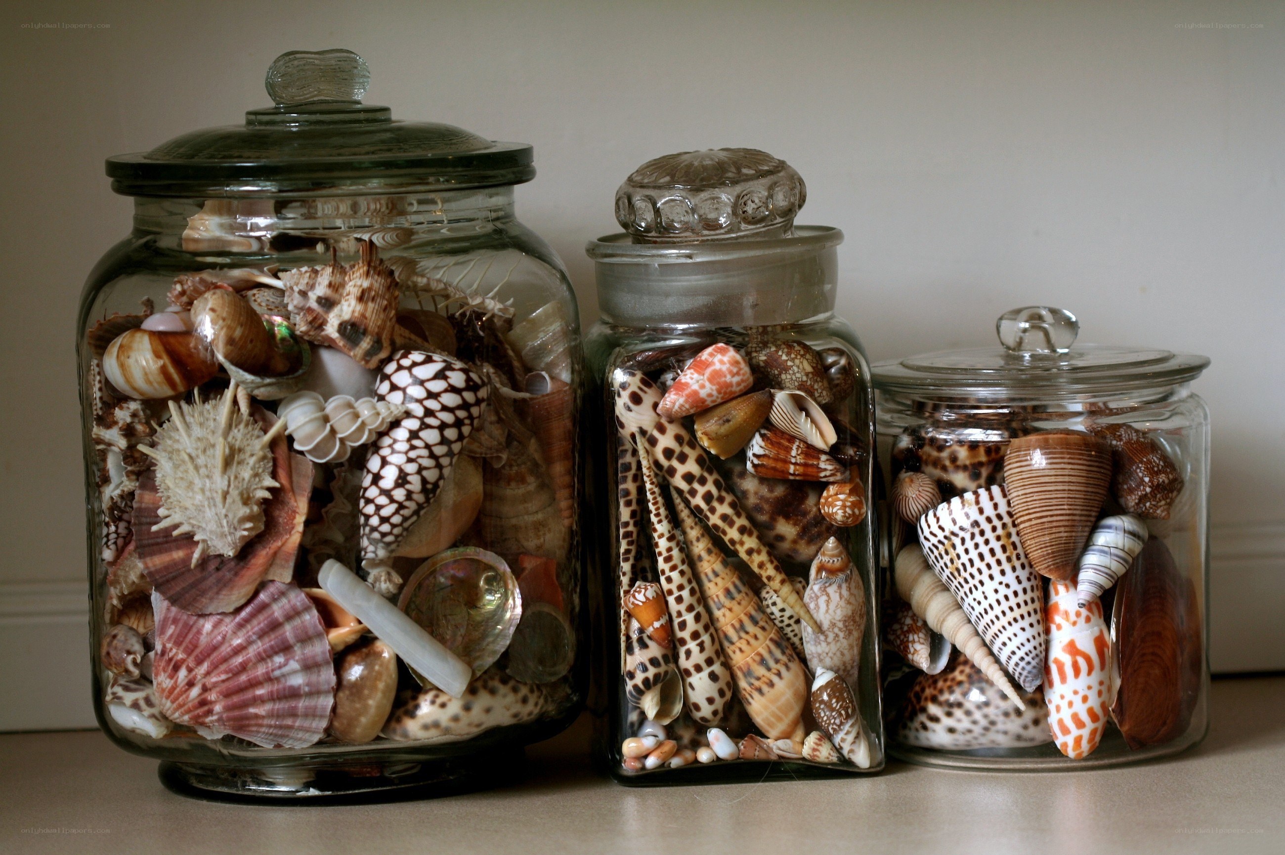 seashells in glass jars