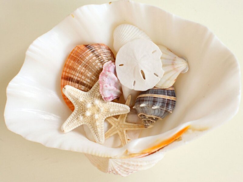 Seashells in Shell Bowl