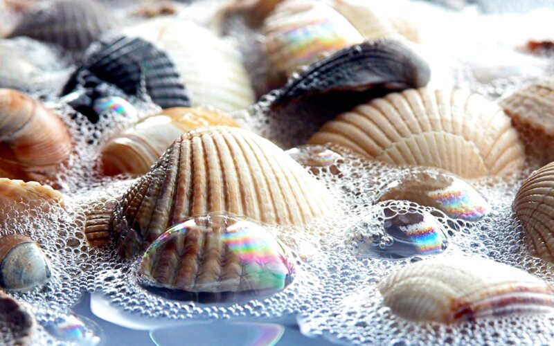 seashells in soapy water